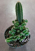 4" Cactus Fairytale Castle